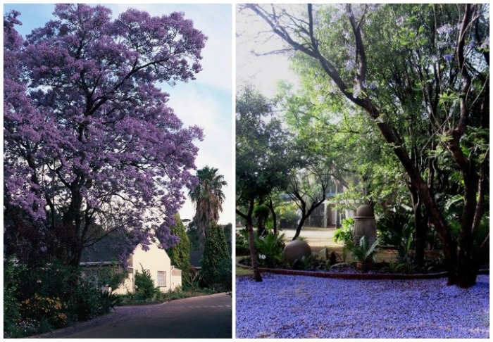 Jacarandas Pretoria